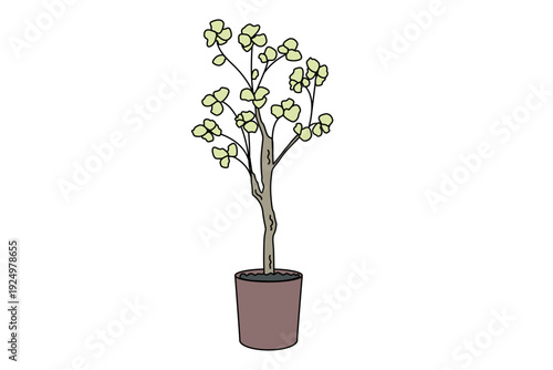 観葉植物　植木鉢　大型2