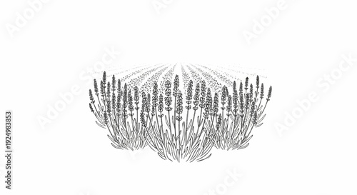 Delicate line art depicts rows of lavender plants receding into the distance