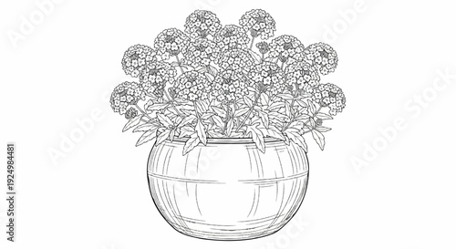 Detailed sketch of a blooming verbena plant in a round ceramic pot