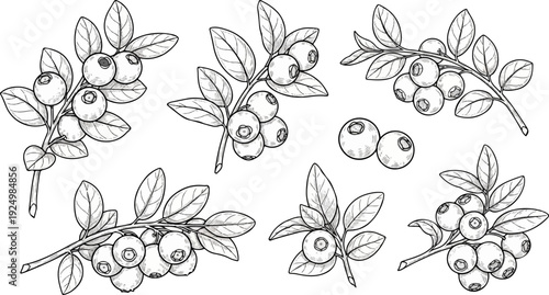 Hand-drawn illustrations of blueberry branches and loose berries