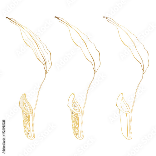 Hand drawn golden line Nepenthe. Carnivorous Plant. Vector set.