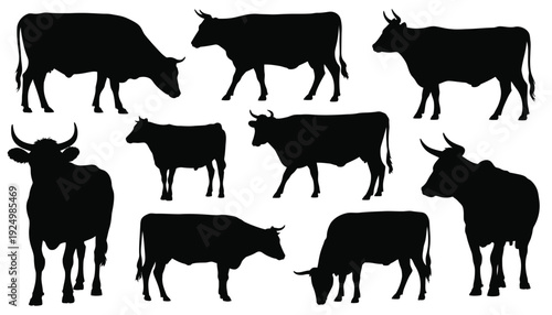 Black silhouettes of various cattle breeds in different poses and orientations isolated on white background, Vector, illustration