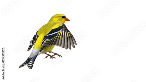 Fotografía Isolated American goldfinch spreading its wings ready for flight nature birding