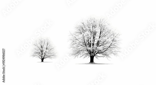 Two bare trees, one small and one large, covered in frost on a white background