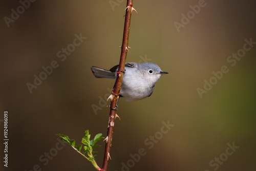 Blue-gray Gnatcatcher songbird perched on thorny branch