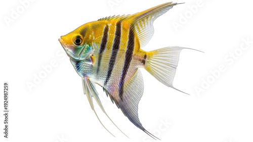 Photography Isolated Angel fish swimming in water, tropical freshwater pet, colorful aquariu