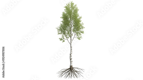 Foto Isolated Betula pendula, common birch tree with roots, summer foliage, natural s