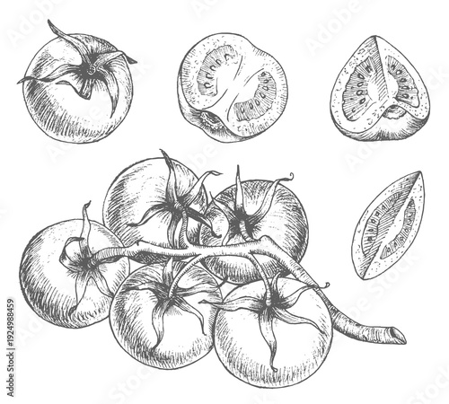 Set of the tomatoes cherry. Vector ink styled handmade illustration. For packaging design, cards, cover, prints, product labels and fabric.