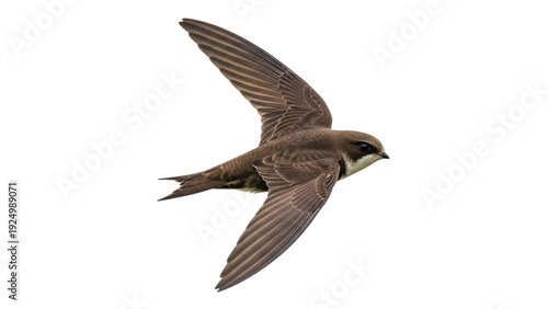 Cuadro en lienzo Isolated Sand Martin in flight, gracefully soaring against a simple neutral back