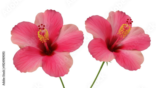 Isolated Pink Hibiscus Blooms Floral Decorative Elements Botanical Bright Tropical Flowers