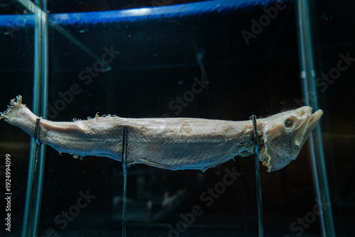 Canvas Print Deep Sea Oddity Pale Fish Specimen in Aquarium Display.