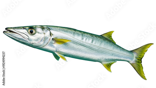 Quadro su tela Isolated Great Barracuda, a popular predatory fish species found in tropical and