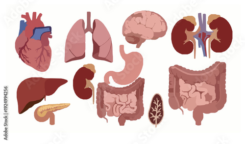 Human organ flat icon medical vector set