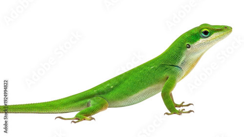 Isolated Carolina Anole resting, perched, and looking up; a common American lizard species