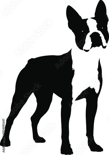 Black and white silhouette of a standing boston terrier dog isolated on white background, Vector, illustration