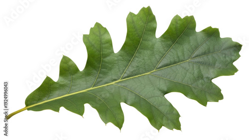 Valokuva Isolated oak leaf of the Quercus genus, a broadleaf tree species with lobed foli