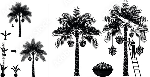 Date palm tree growth stages and harvesting process, silhouette of worker picking dates on ladder, desert agriculture and tropical fruit production.