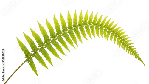 Foto Isolated fern frond, botanical element in green and yellow, foliage for plant de