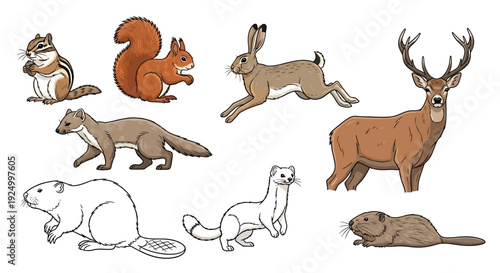 Collection of diverse wild forest animals.