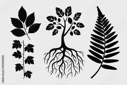 Illustrations of different plant structures and leaf types in black and white isolated on white background, Vector, illustration