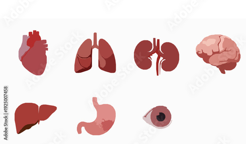 Realistic 3D human anatomy organ icons vector set