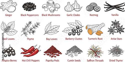 Herb and Spice Collection Illustration for Culinary Use