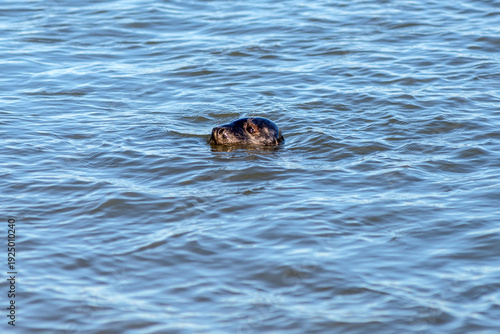 A seal is swimming in the River Ythan at Newburgh Seal Beach, located near Aberdeen in Scotland, UK