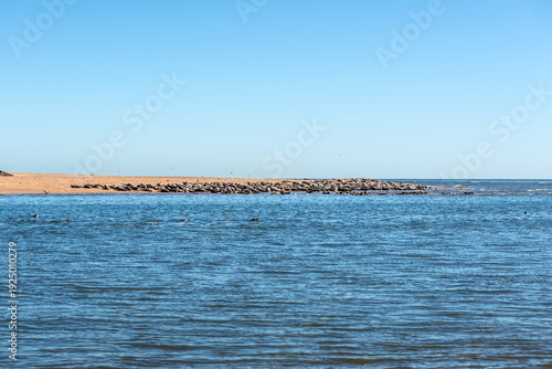Colony of Grey Seals resting on the Newburgh Seal Beach at Ythan Estuary, Newburgh, Aberdeenshire, Scotland, UK. Selective focus.
