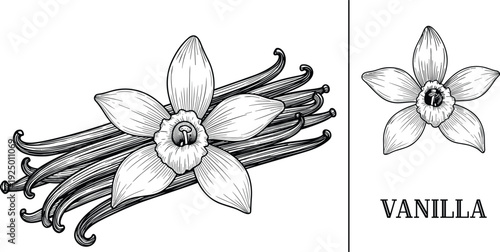 Vanilla Flower and Bean Hand Drawn Vector Illustration with Monochrome Design