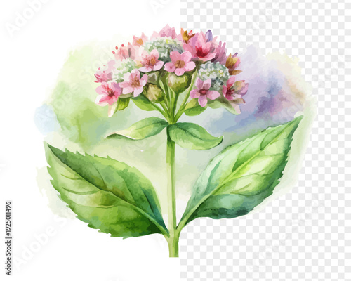 Watercolor Valeriana Officinalis Flower, Natural Herbal Floral Vector Isolated on White