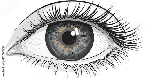 A detailed illustration of a human eye with prominent iris and eyelashes.