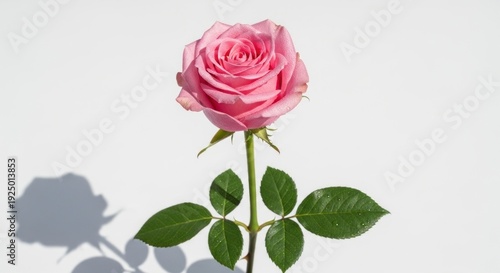 A close-up photograph of a single pink rose with green leaves and stem, casting a shadow on a plain white background