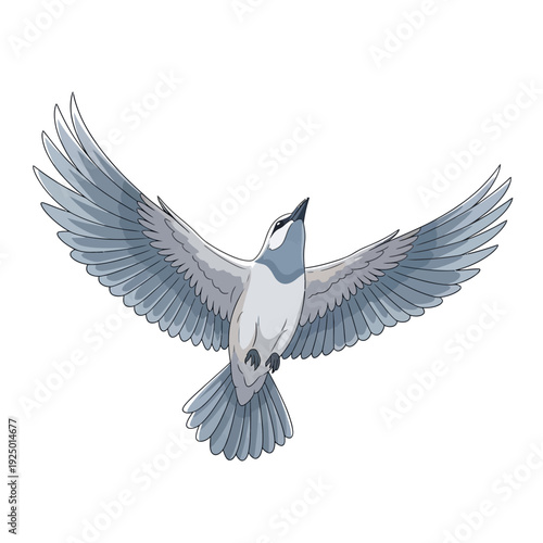 Illustration of a blue jay in flight.