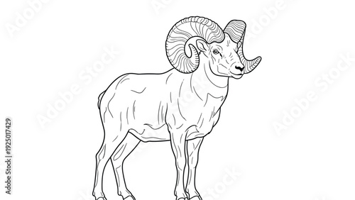 Detailed black and white line drawing of a bighorn sheep with large curved horns standing proudly against a white background.