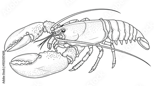 Detailed engraving illustration of a large lobster with claws and antennae, perfect for seafood restaurant menus or branding.