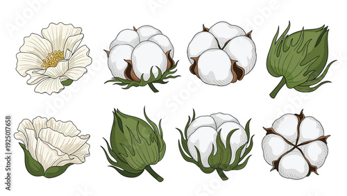 Detailed illustration set of soft white cotton flowers, ripe cotton bolls, and green buds on a clean white background.