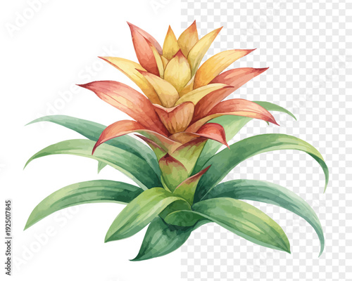 Watercolor Bromeliad Flower, Vibrant Tropical Floral Vector Isolated on White