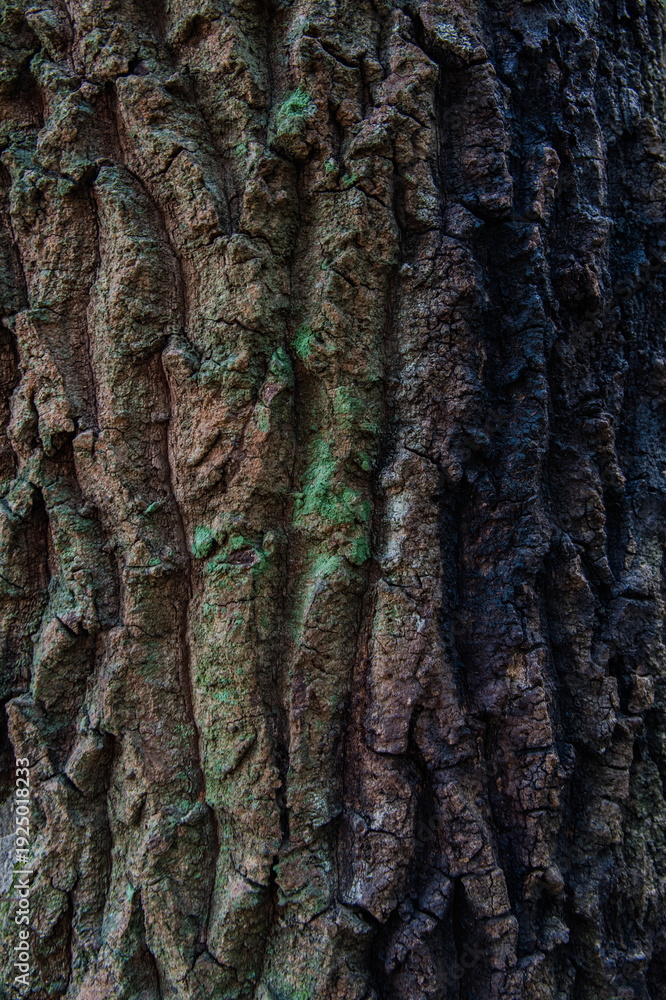 Obraz premium Old tree trunk covered in lush green moss