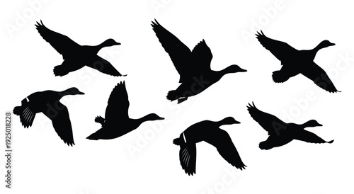 Ducks flying in formation on white background