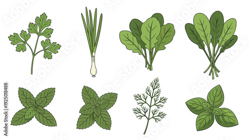 Set of fresh culinary herbs and leafy vegetables including parsley, green onion, lettuce, spinach, mint, and basil.