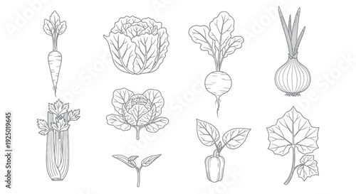 Collection of line art vegetables and leaves