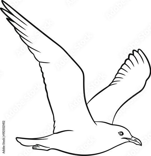 Line drawing of a seagull in flight with wings spread wide
