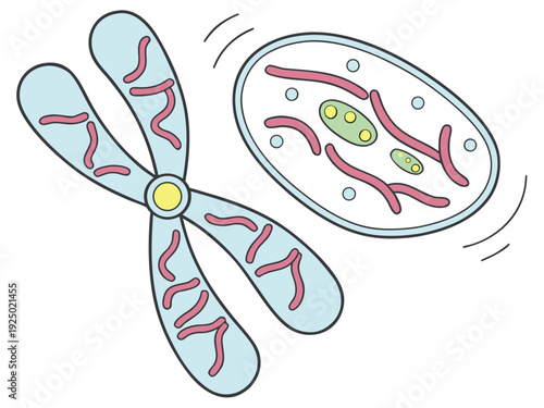 Chromosomes separating during anaphase vector art, detailed cell membrane and spindle fibers, flat medical illustration style.