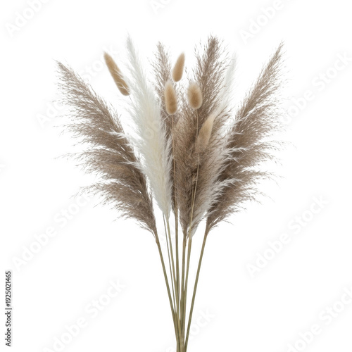 A close-up view of a bunch of pampas grass with its feathery plumes isolated on transparent background