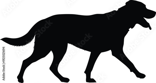 Labrador Retriever Dog Silhouette Walking Isolated on White Background, Domestic Pet Animal Illustration for Design Concept