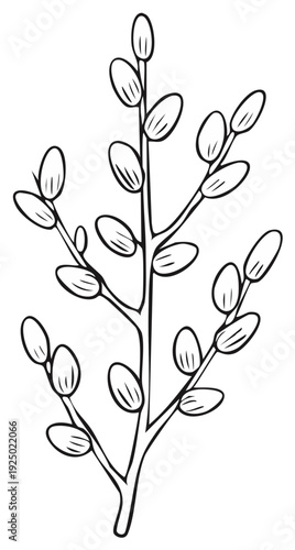 Black and white hand-drawn illustration of pussy willow sprig with oval buds