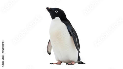 Obraz na płótnie Isolated Adélie penguin stands upright looking left in studio shot against plain