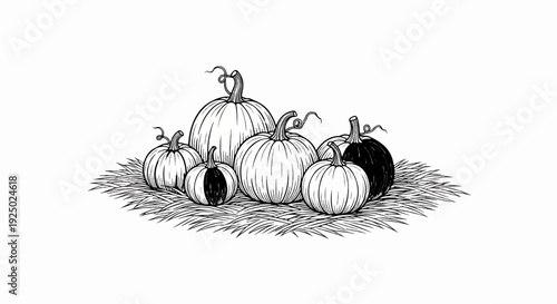 Black and white sketch of six assorted pumpkins arranged on a bed of straw