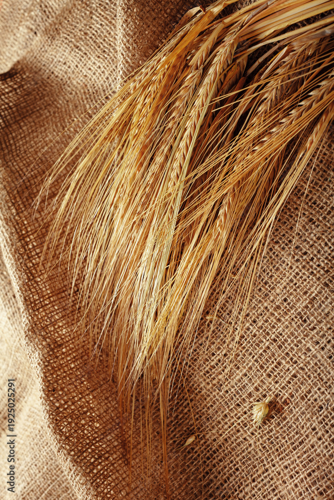 Fototapeta premium Wheat stalks laid on burlap showing farming practice during harvest season