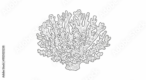 Intricate, detailed line drawing of a branching coral formation